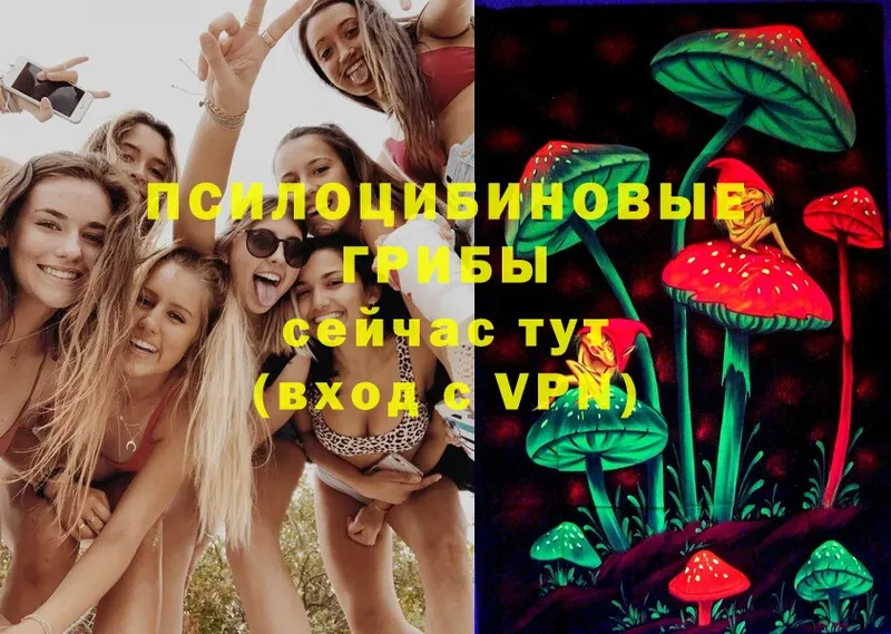 Галлюциногенные грибы Psilocybe  Дубовка 